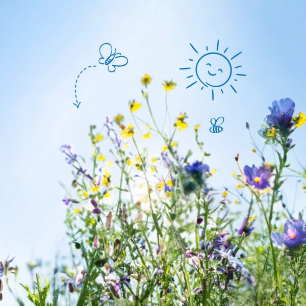 Unsere Initiative für mehr Biodiversität und Artenvielfalt Bild