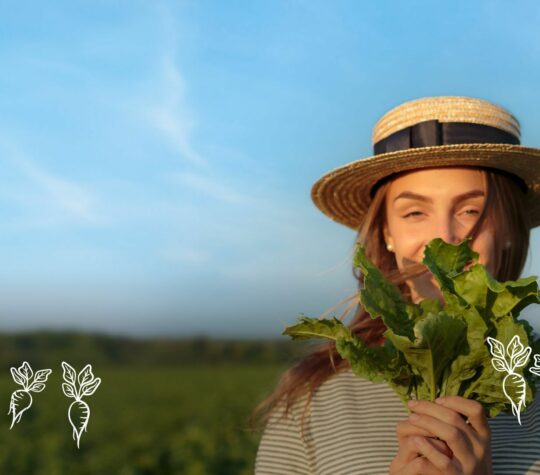 Die Zuckerrübe Bild