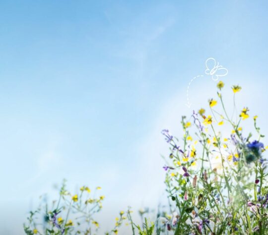 Unsere Blühwiesen Bild