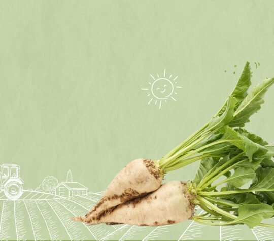 Bio Rüben Zucker Bild